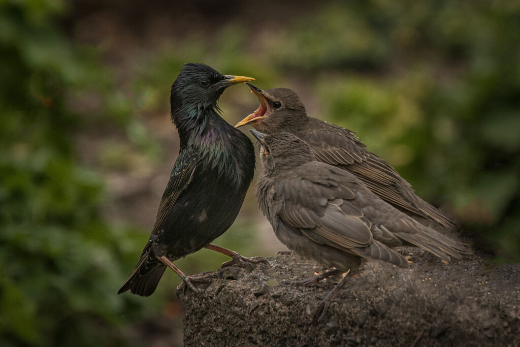 06 young starlings being fed,,