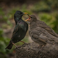06 young starlings being fed,,