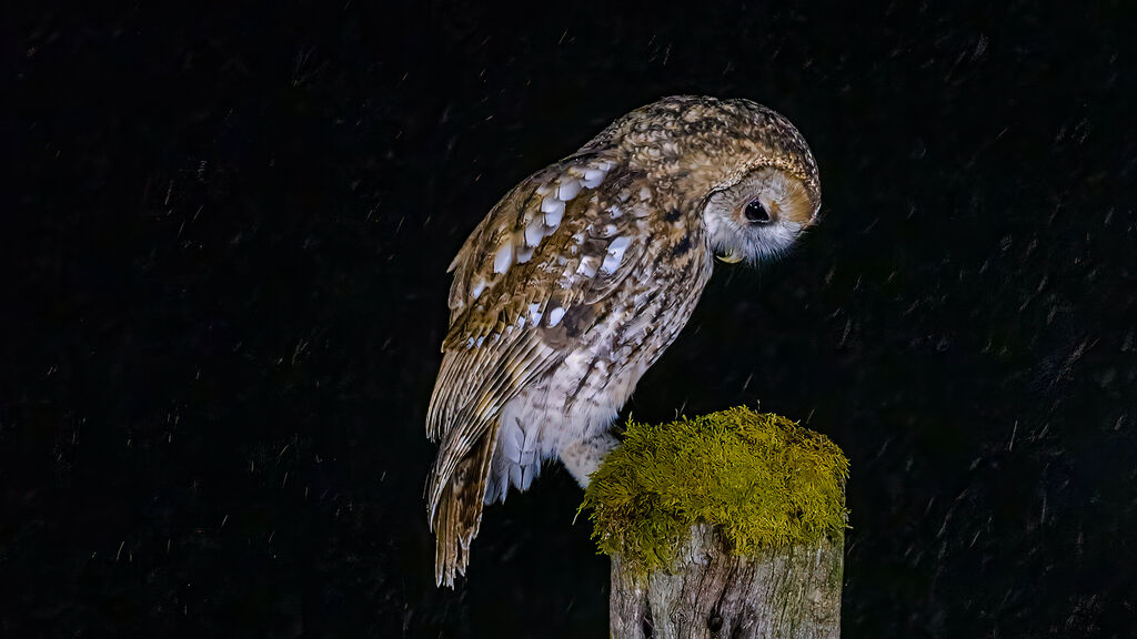 19-Owl