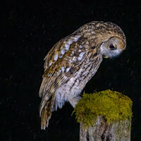 19-Owl