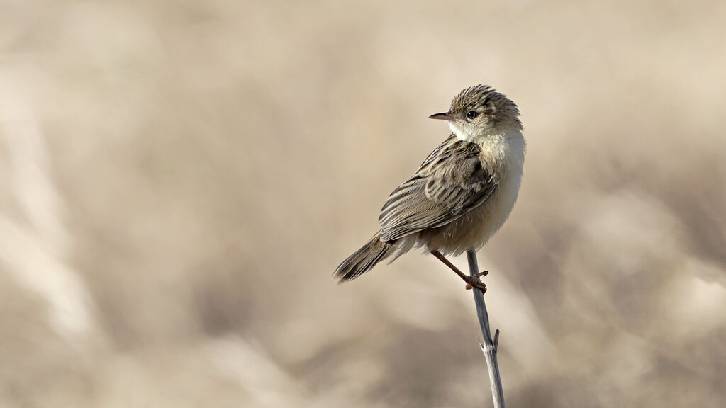 53-Zitting Cisticola
