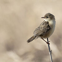 53-Zitting Cisticola