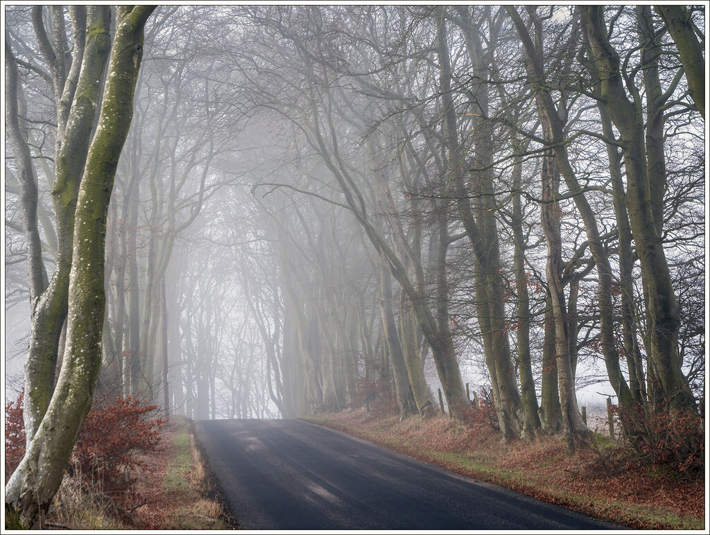 Beech Tree Road