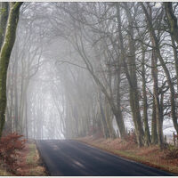 Beech Tree Road