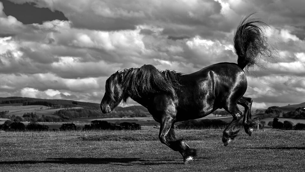 Black Fell Pony
