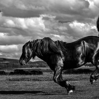 Black Fell Pony