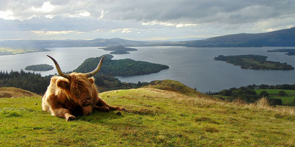 Conic Cow