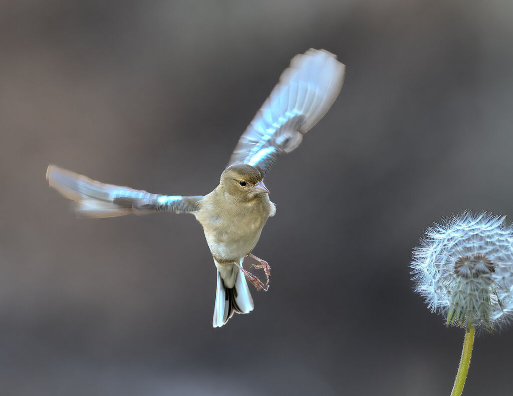 Female Chaffich and Dandilion