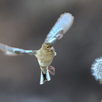 Female Chaffich and Dandilion