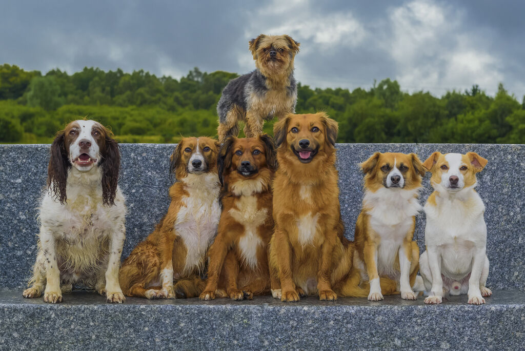 It's a Dog's Life!!