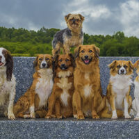 It's a Dog's Life!!