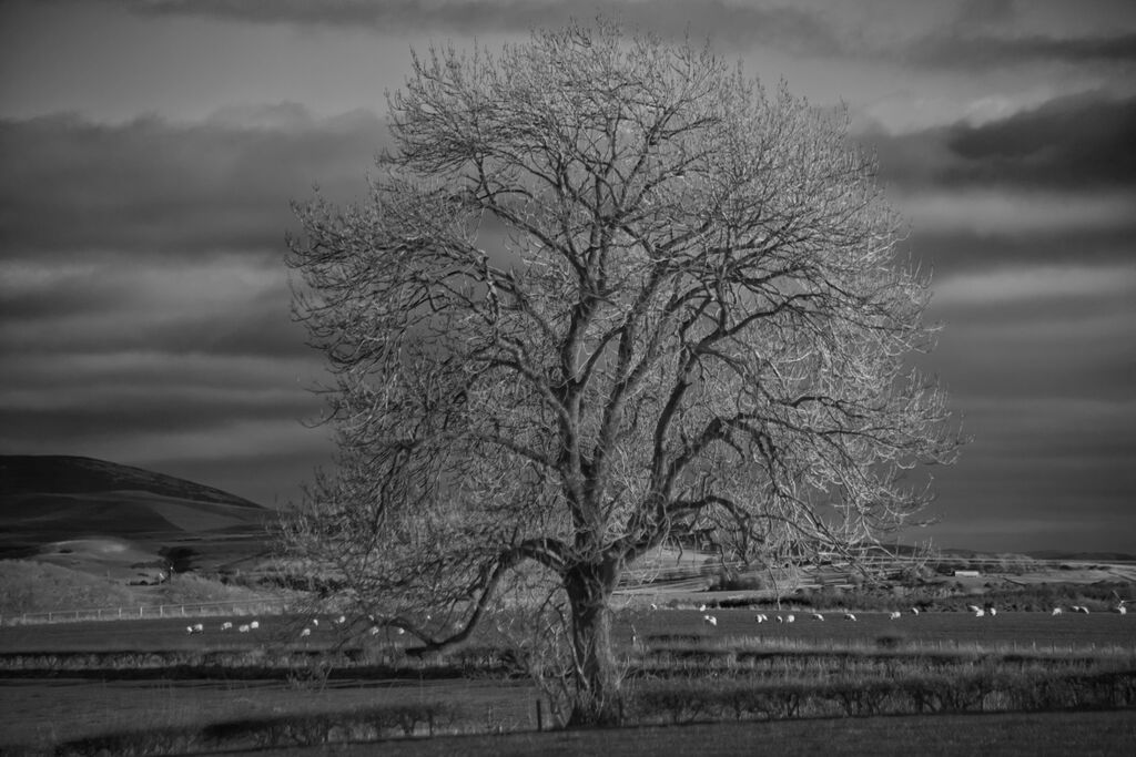 Lone Tree