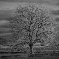 Lone Tree