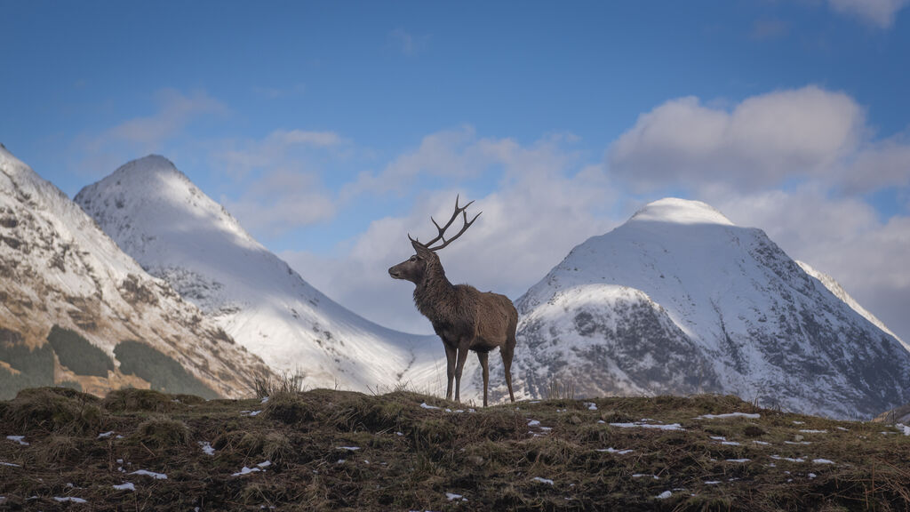 Monarch of the Glen