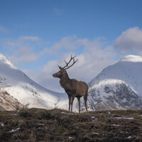 Monarch of the Glen