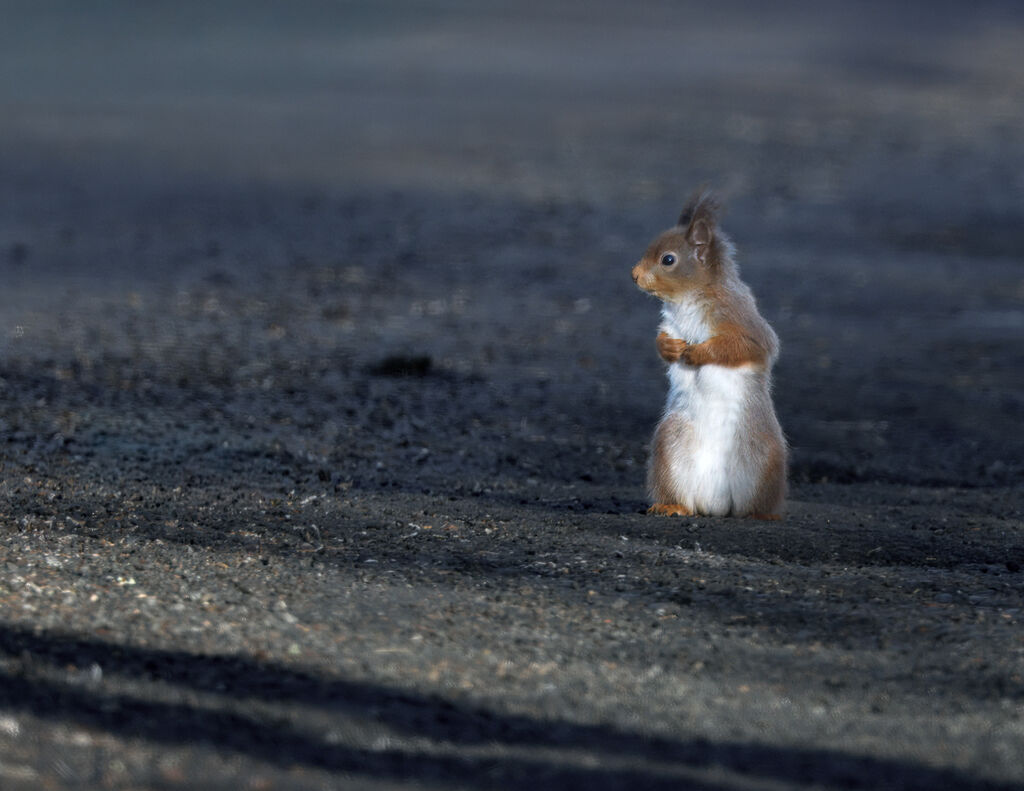 NOW   ...Where did I leave my nuts