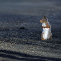 NOW   ...Where did I leave my nuts