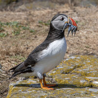 Puffin