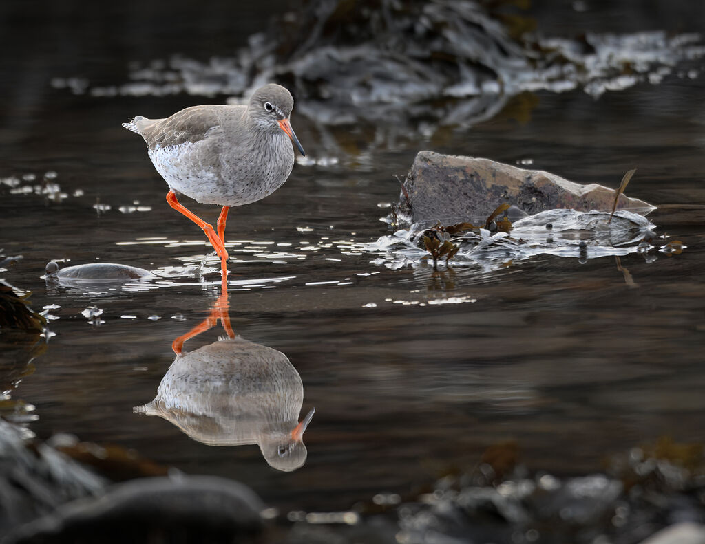Red Shank and Reflection