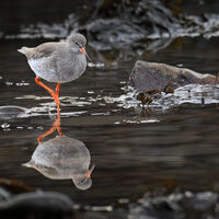 Red Shank and Reflection