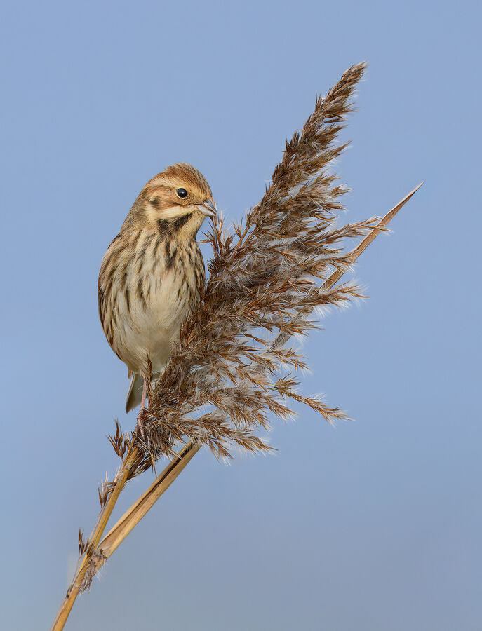 Reed Bunting