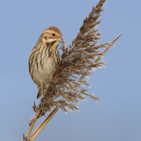 Reed Bunting