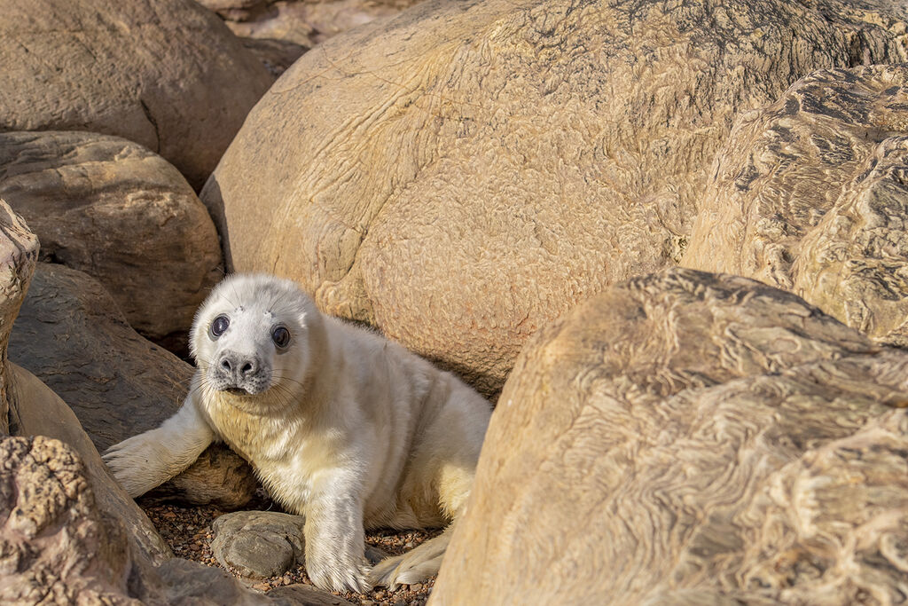 Seal Pup