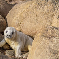 Seal Pup