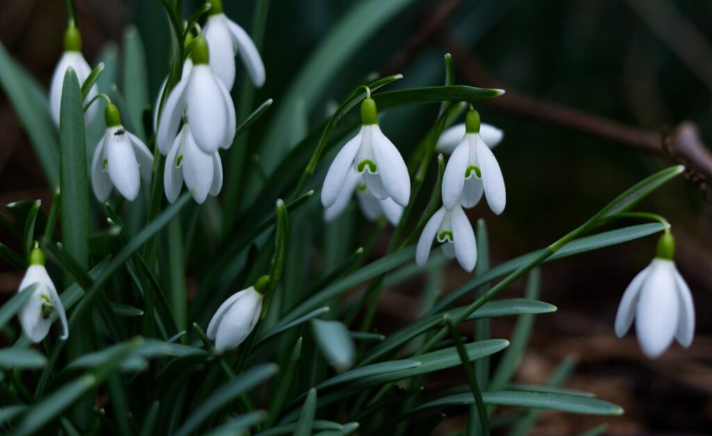 Snowdrops