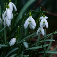 Snowdrops
