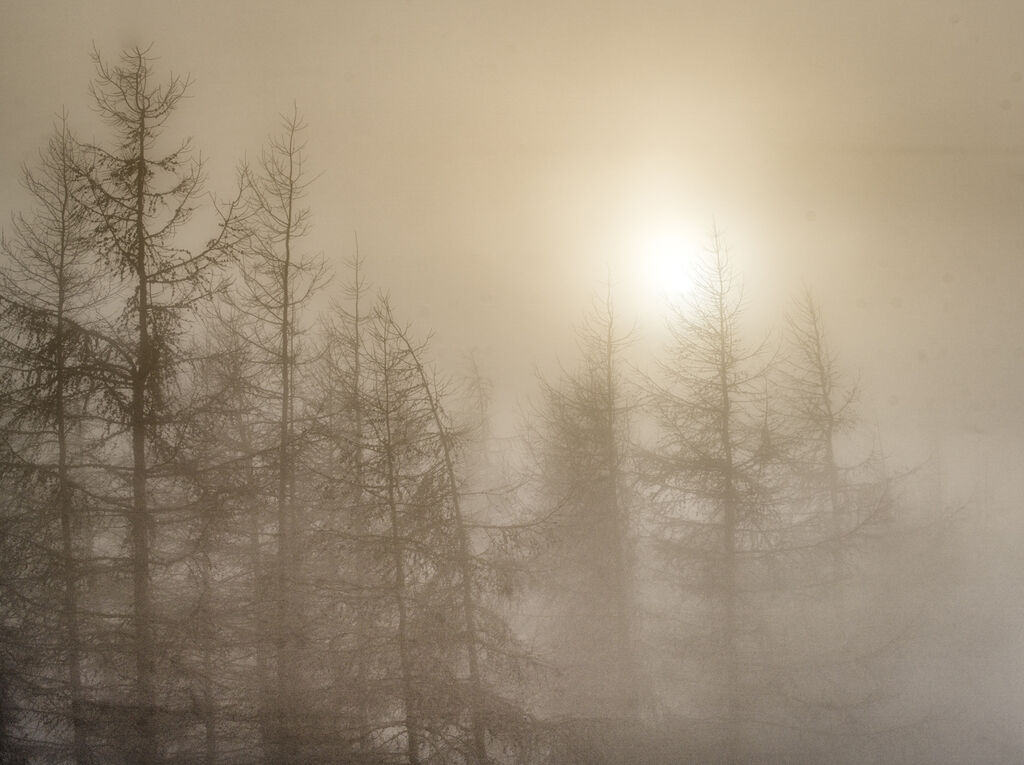 Sun Fog and trees..