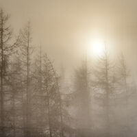 Sun Fog and trees..