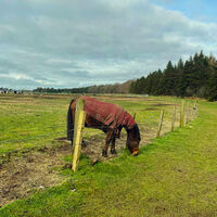 The Grass is Always Greener