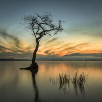 The Milarrochy Tree at Sunset