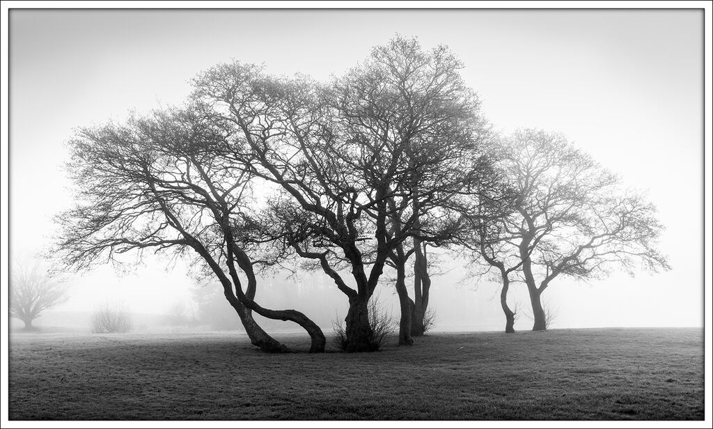 Treeline in Mist