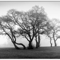 Treeline in Mist