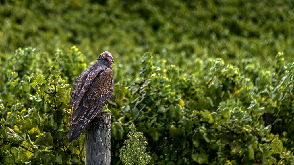 Turkey Vulture