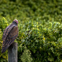 Turkey Vulture