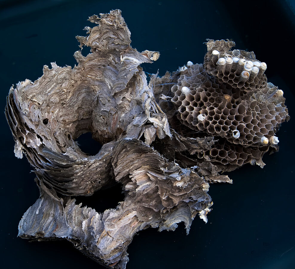 Wasps nest