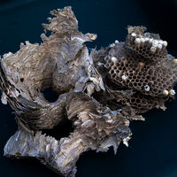 Wasps nest