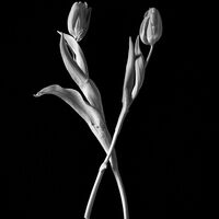 White on Black