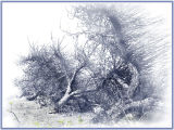 Apple trees uprooted
