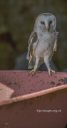 Barn Owl 1