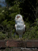 Barn Owl 2