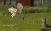 Barn Owl 3