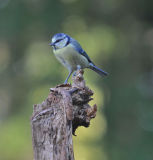 Blue tit 1a