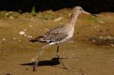 Black-Tailed-Godwit.
