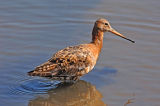 Black-Tailed-Godwit.b