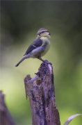 Juvenile Blue Tit.