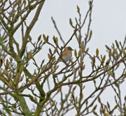 Brambling